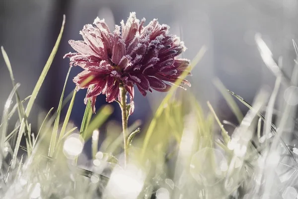 5 cuidados com o jardim durante o inverno